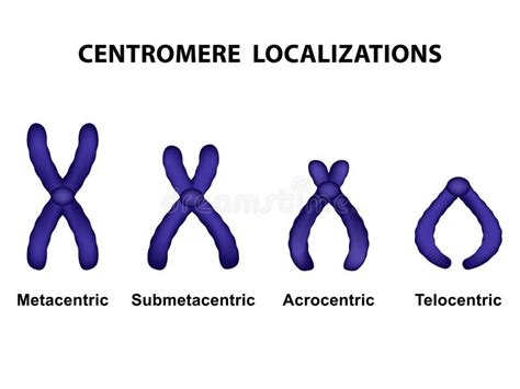 Type De Chromosome Selon La Position Du Centromère Illustration de ...