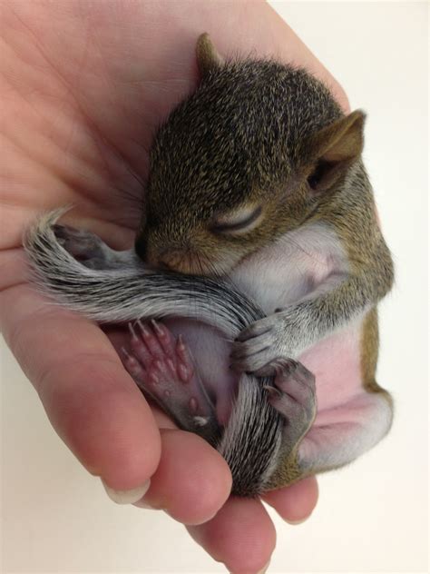 Sweet baby squirrel holding his tail. | Cute animals, Cute baby animals, Animals beautiful