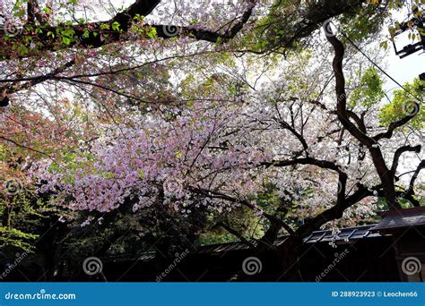 Yasukuni Jinja (Shinto-style Shrine) with Spring Cherry Blossom (sakura ) Stock Image - Image of ...