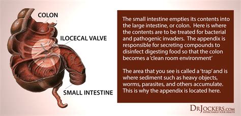 The Benefits of Ileocecal Valve Massage - DrJockers.com