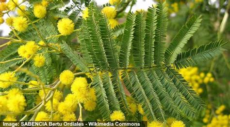 Acacia Trees: Types, Leaves, Flowers, Thorns - Identification (With ...