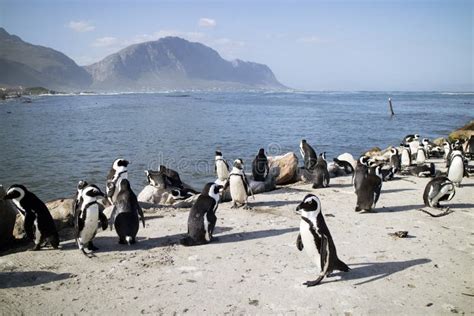 Penguin Colony at Betty S Bay South Africa Stock Photo - Image of ...