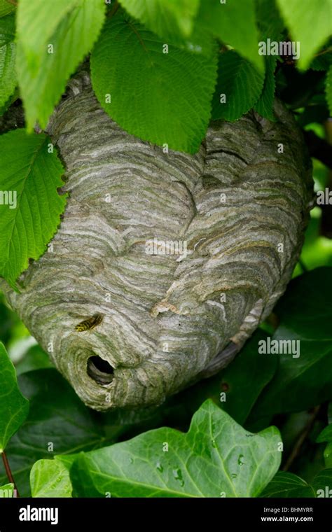 European hornet (Vespa crabro) nest in tree, Belgium Stock Photo - Alamy