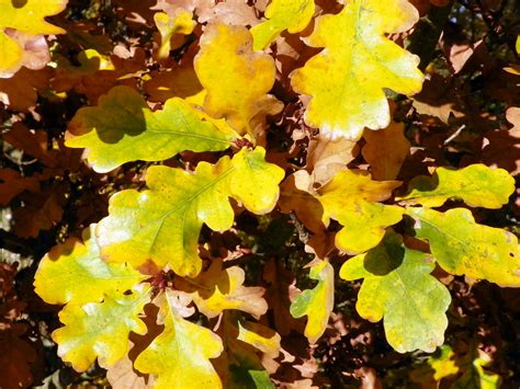 English Oak (Quercus robur) autumn leaves | English Oak (Que… | Flickr