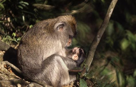 Crab-Eating Macaque with her baby | Shutterbug