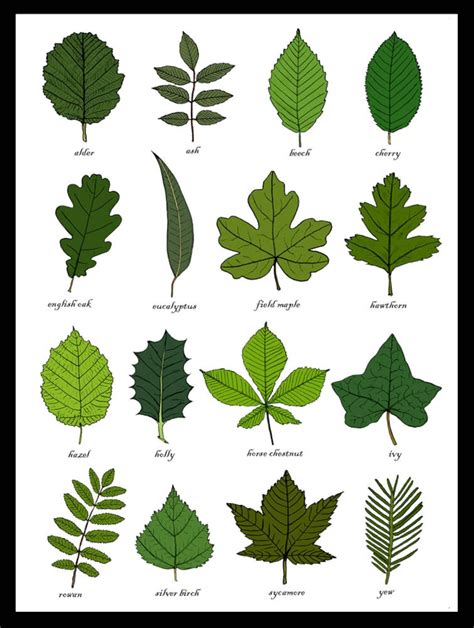 Leaves Identification Print Wall Art Chart Botanical Leaf Art Print ...