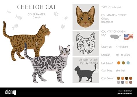 Cheetoh Cat clipart. All coat colors set. All cat breeds ...