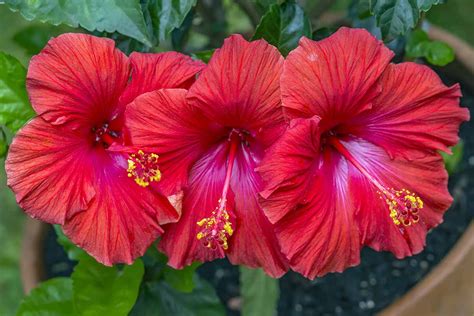 How to Grow Tropical Hibiscus in Containers | Gardener’s Path