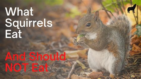 What Squirrels Eat, Their Diet, and What Not to Feed Them - YouTube