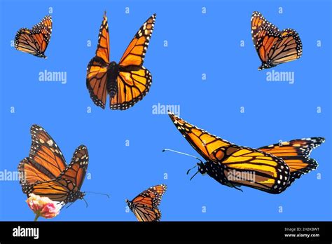 Monarch butterfly flight during October fall migration photographic ...