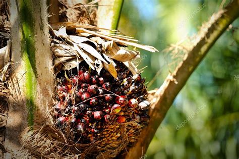 Oil Palm Plantation Stock Photo by ©tristantan71 46521605