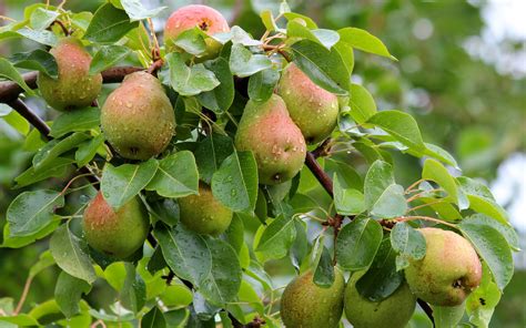 Wallpaper Pear tree, many fresh pears, leaves, water droplets 2560x1600 ...