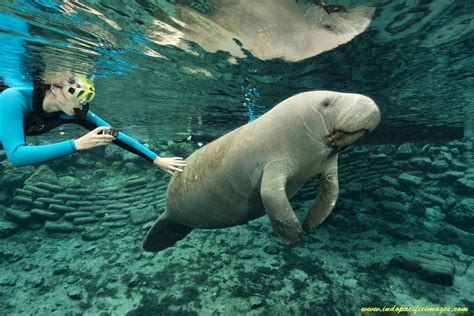 The Future of Crystal River Manatee Tourism | Indopacificimages