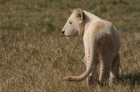 20+ White Albino Lion Cub Stock Photos, Pictures & Royalty-Free Images ...