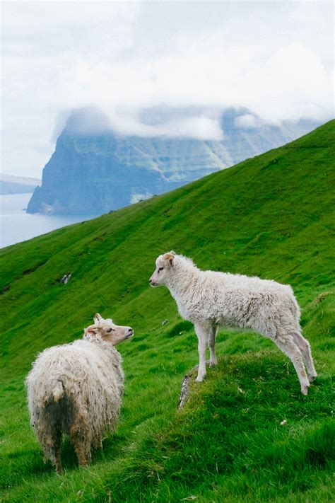 Faroe Islands Sheep Photography & Interesting facts about the sheep ...