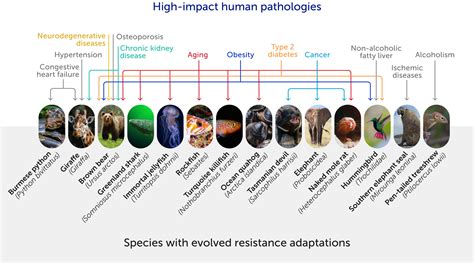 Future Human Evolution Timeline