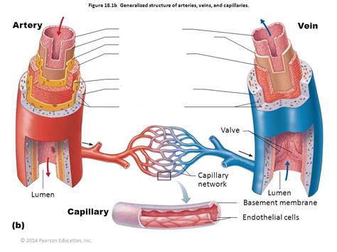 generalized structure of arteries, veins and capillaries Diagram | Quizlet