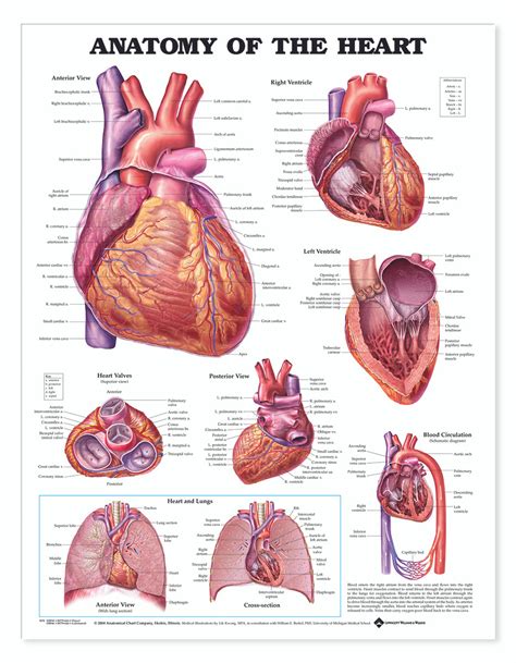 Reference Chart - Anatomy of the Heart - Biologyproducts.com