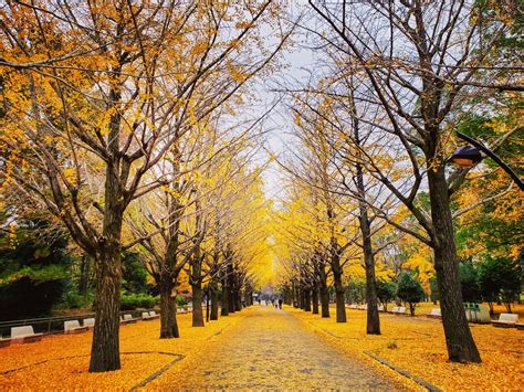 Japan Fall Foliage Blog