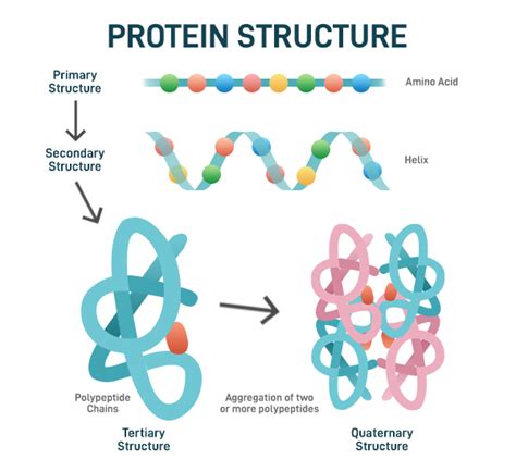 Protein - Definition, Structure, Classification, Functions