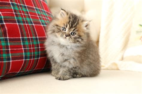 Shaded Golden Tabby with Cream SpotsPersian Kittens For Sale in a ...