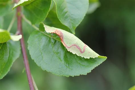 5 Crabapple Tree Diseases: How To Identify, Treat, and Prevent Each One ...