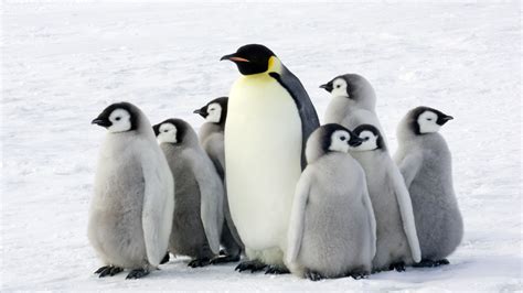 Penguins love eating fish but probably can't taste them | The Verge