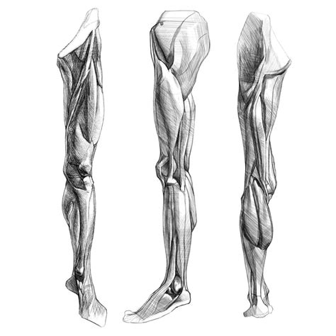 ArtStation - Anatomy of the Leg