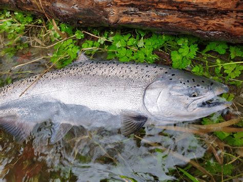 From Sockeye to King: Learn Everything About The Types of Salmon - USAngler