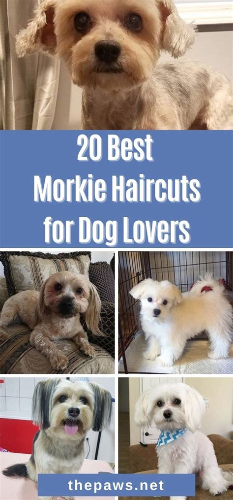 20 best morkie haircuts for dog lovers – Artofit