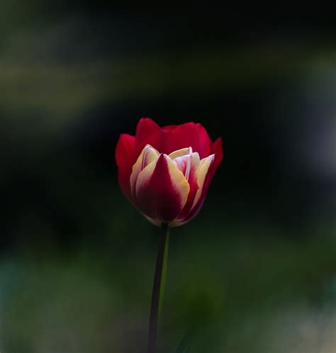 Tulips blooming in spring garden 2 on Behance