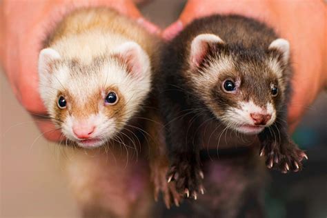 Hairballs in Ferrets - Symptoms, Causes, Diagnosis, Treatment, Recovery, Management, Cost