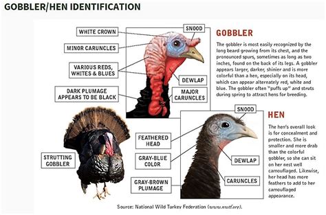 Turkey Hunting Lingo – Tom or Hen? Keep this handy pocket guide! FREE | Share the Outdoors