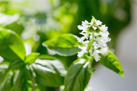 18+ Flowering Basil Plants | NaiveMykkala