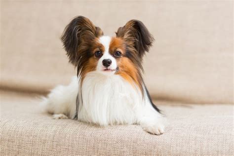 How Much Does a Papillon Cost? 2024 Price Guide | Hepper