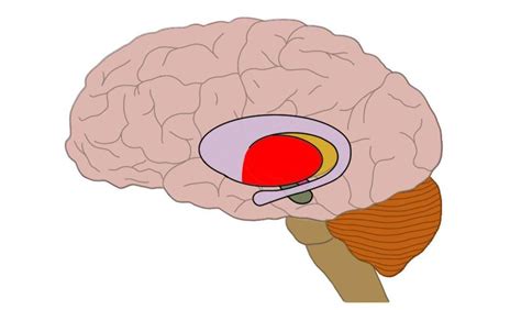 Putamen - definition — Neuroscientifically Challenged