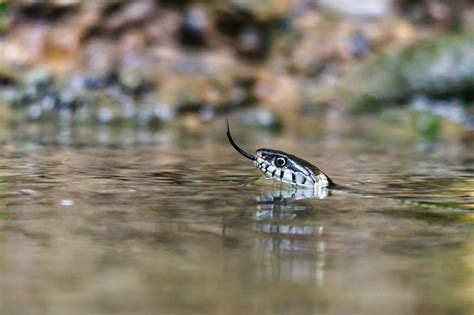 Can a Snake Bite You Underwater? (common water snakes)