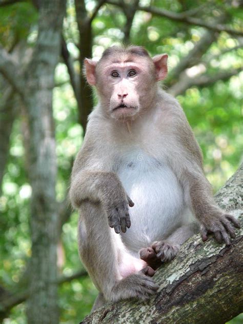 Monkey on a tree stock photo. Image of wild, nature, monkey - 11461002