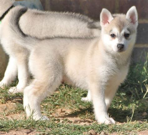 Alaskan Klee Kai Info, Temperament, Puppies, Care, Pictures