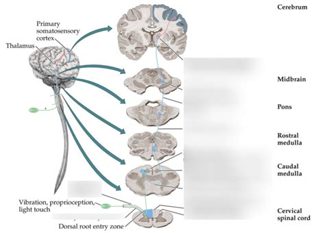 Posterior Column-Medial Lemniscal Pathway Diagram | Quizlet