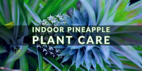 Indoor Pineapple Plant Care | Indoor Gardening