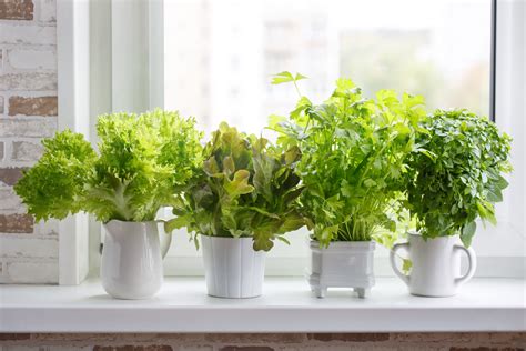 6 Beautiful Herbs To Grow in Pots or in the Garden