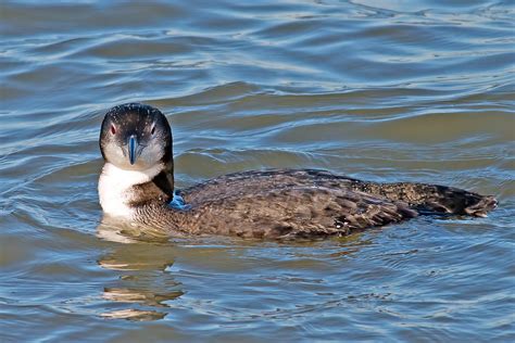 The Up & Up: Loons and Grebes — Chicago Bird Alliance