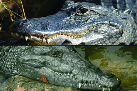 ALLIGATORS VS. CROCODILES | New Orleans Kayak Swamp Tours