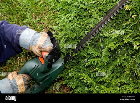 Gardener trims hedge with electric trimmer wearing safety gloves Stock ...