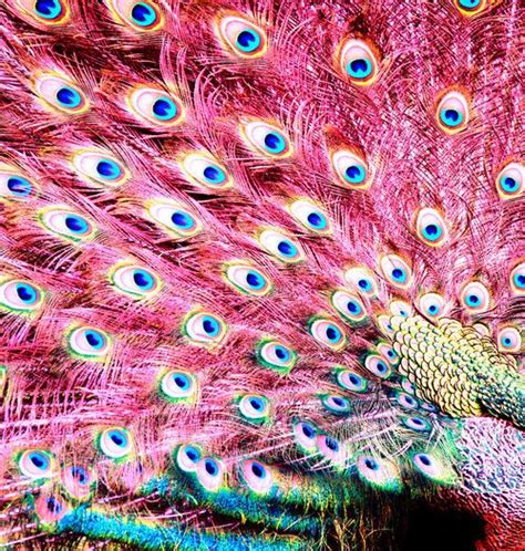 353 best PEACOCKS images on Pinterest | Peacocks, Peacock and Peacock ...