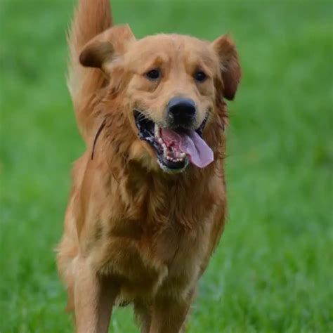 Golden Retriever Rescue In Minnesota (Adopt A Golden Near You) – Golden Hearts