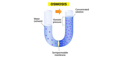 Reverse Osmosis (RO) | Purification Of Water | Water Purifiers | Byjus