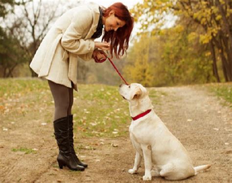 When Should I Start Golden Retriever Behavior Training