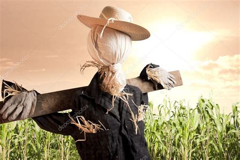 Scarecrow in corn field at sunrise Stock Photo by ©fergregory 11458887